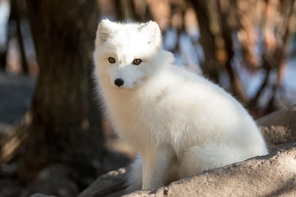 Polar Albino Arctic Fox