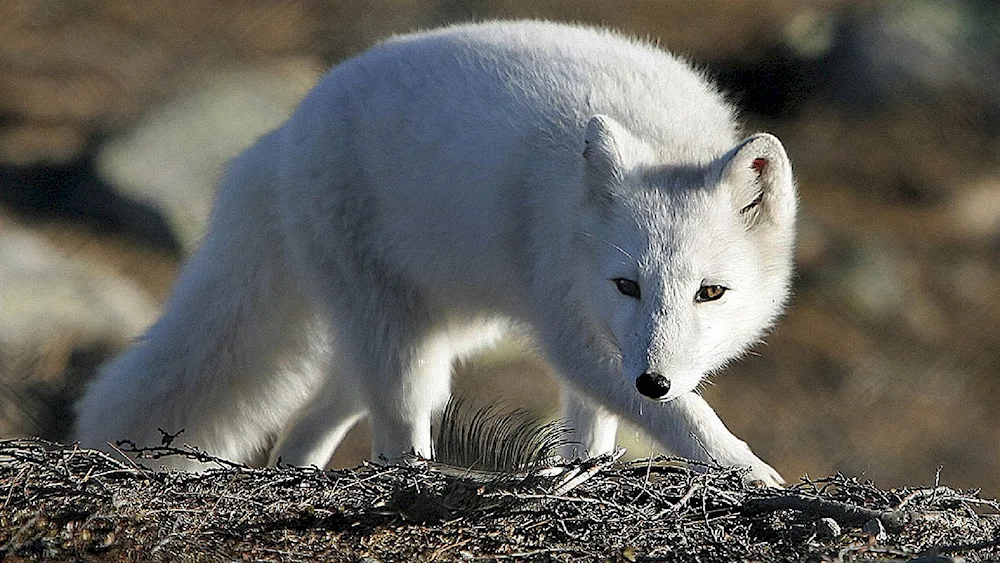 Polar Arctic fox