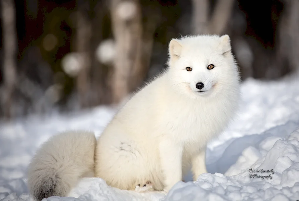 Polar fox