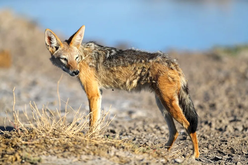 Common Jackal canis aureus