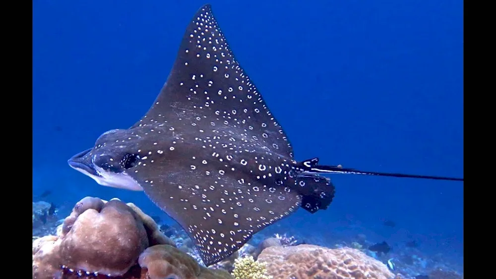 Common stingray. Eagle