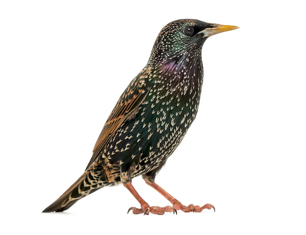 Black starling Thrush