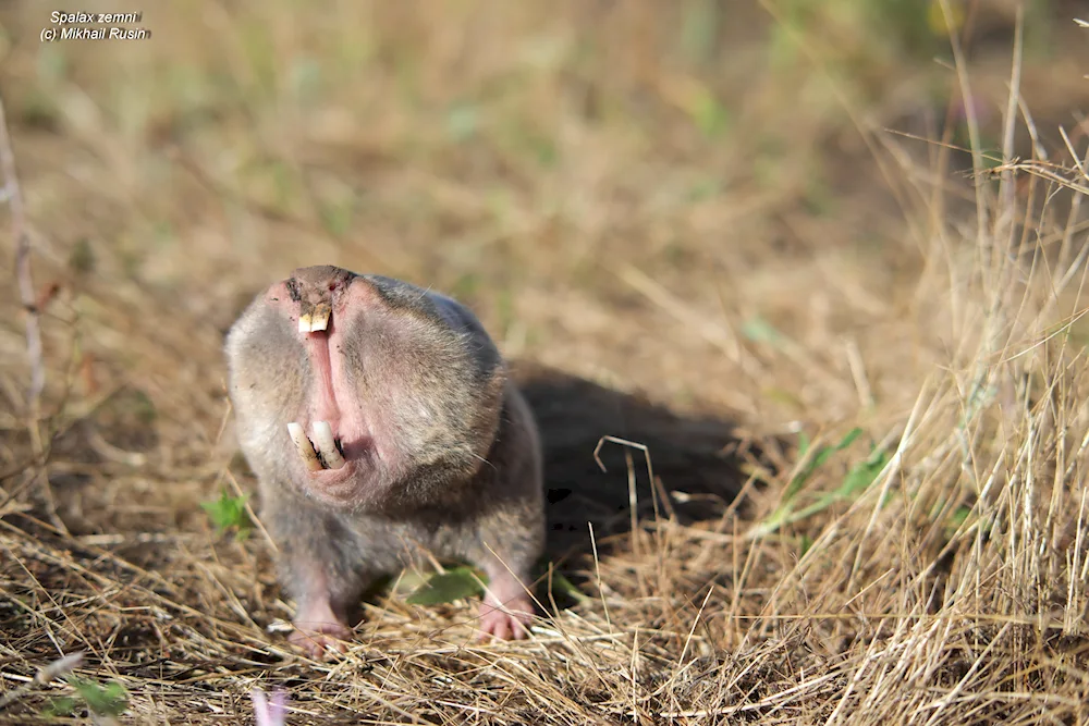 Common gopher mole