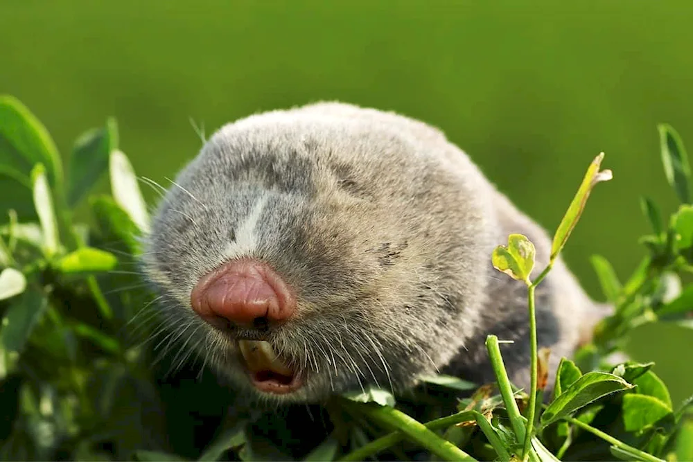 Common gopher mole