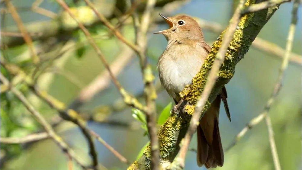 Common Nightingale