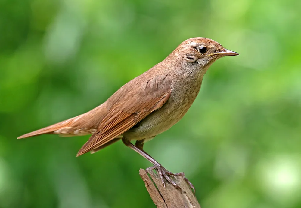 Common Nightingale Luscinia Luscinia