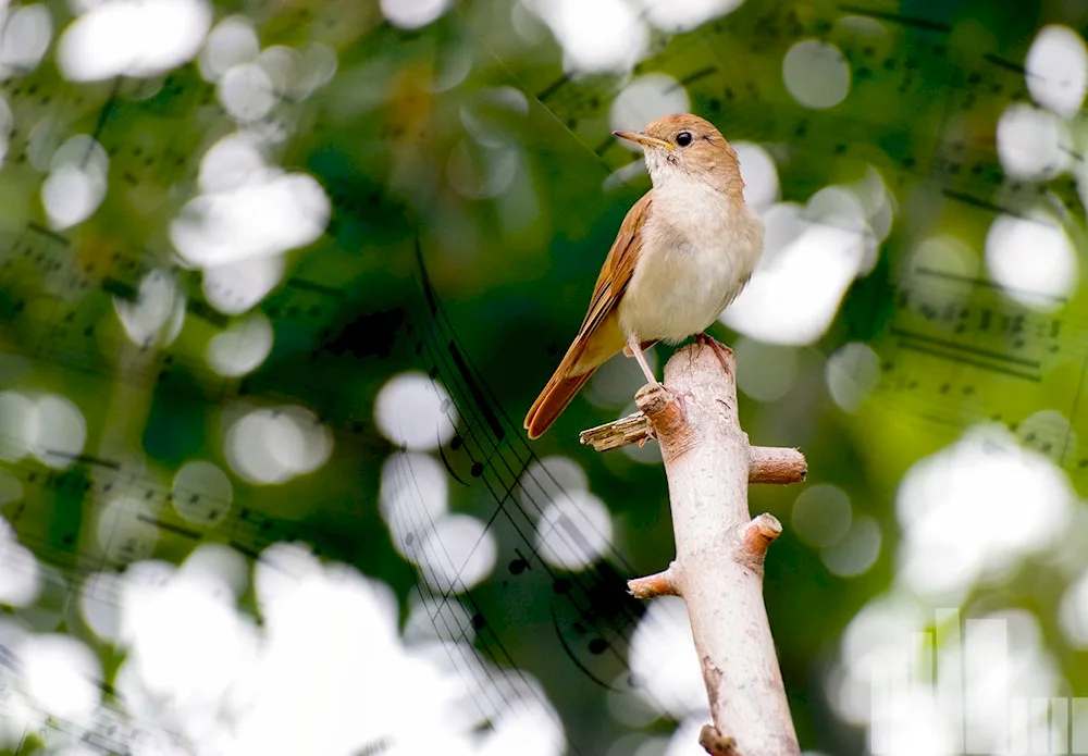 Nightingale songbirds