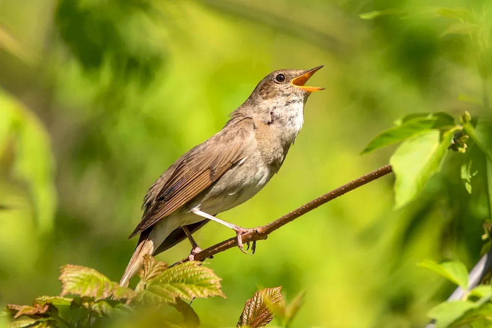 Common Nightingale Luscinia Luscinia