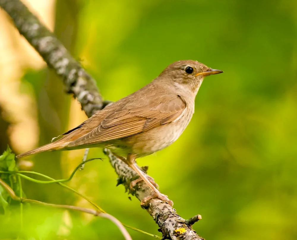 Common Nightingale Luscinia Luscinia