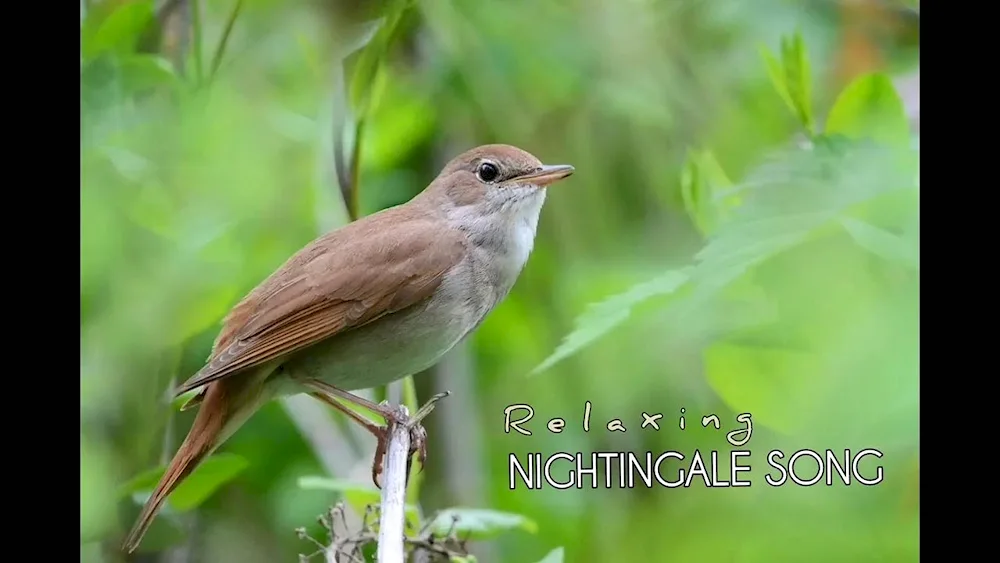 Common Nightingale Luscinia Luscinia