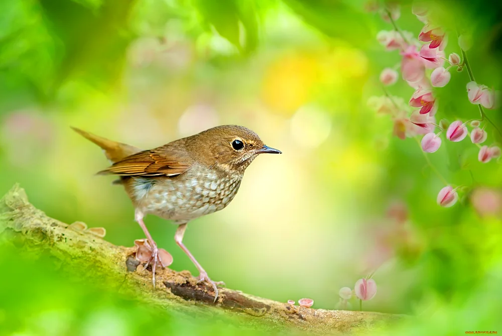 Common Nightingale Luscinia Luscinia