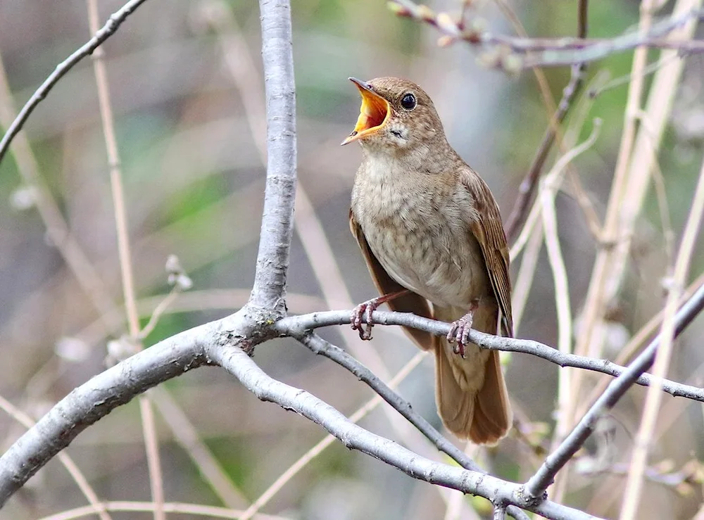 Nightingale warbler