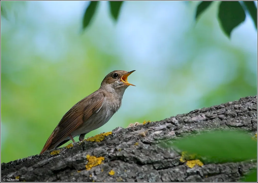 Common Nightingale