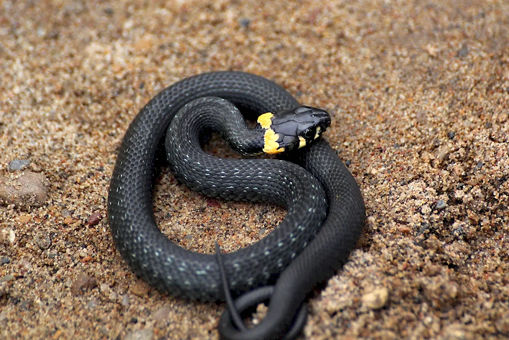 Anaconda black snake