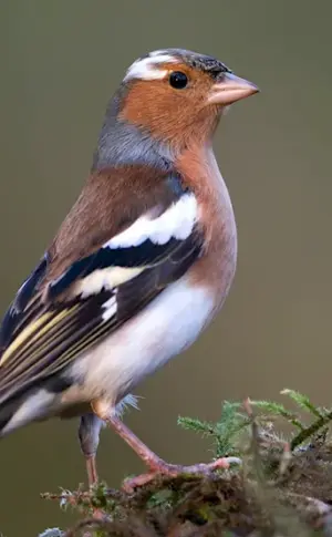 Common Chaffinch