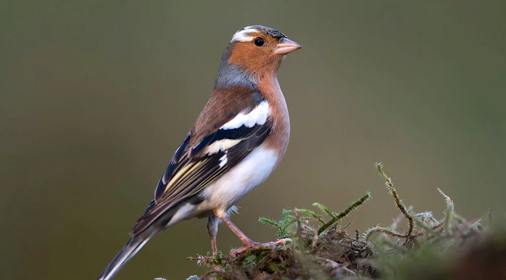 Common Chaffinch