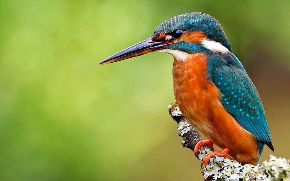 Common Kingfisher