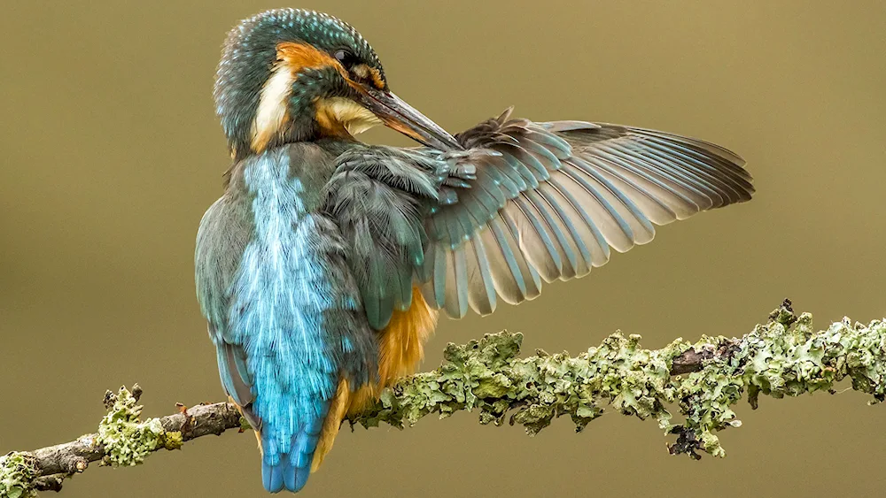 Common Kingfisher