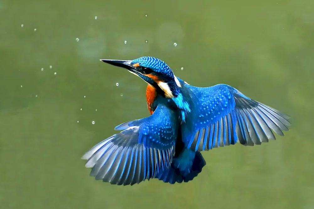 Common Kingfisher