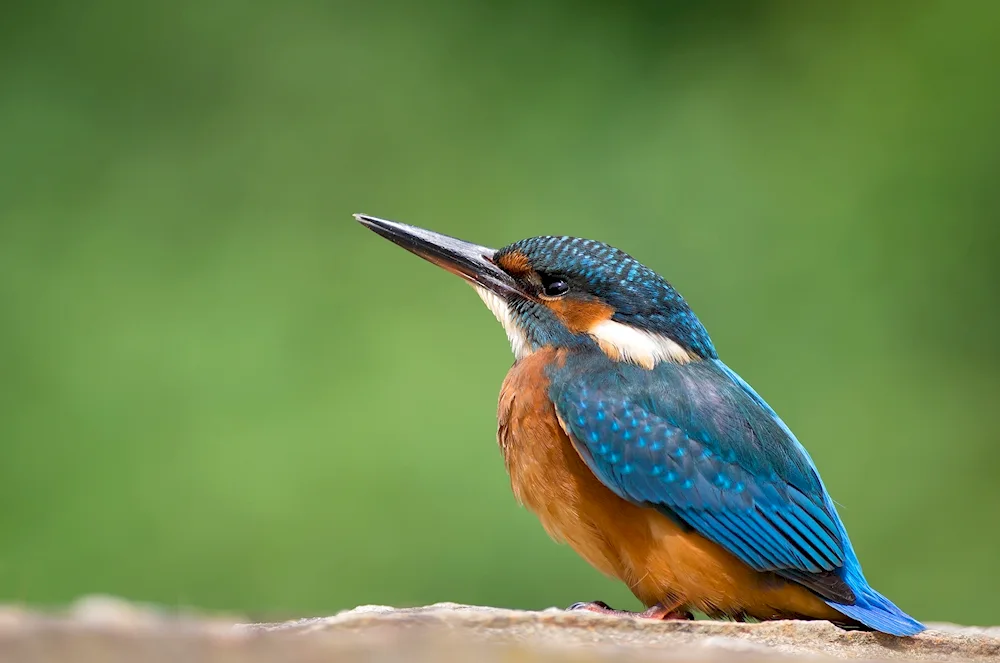 Common Kingfisher