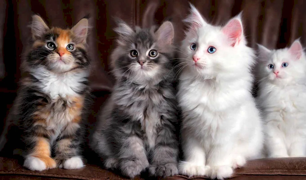 Adorable kittens