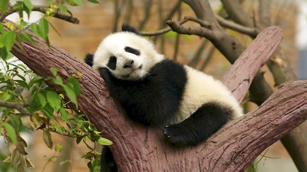 Sleeping Animals