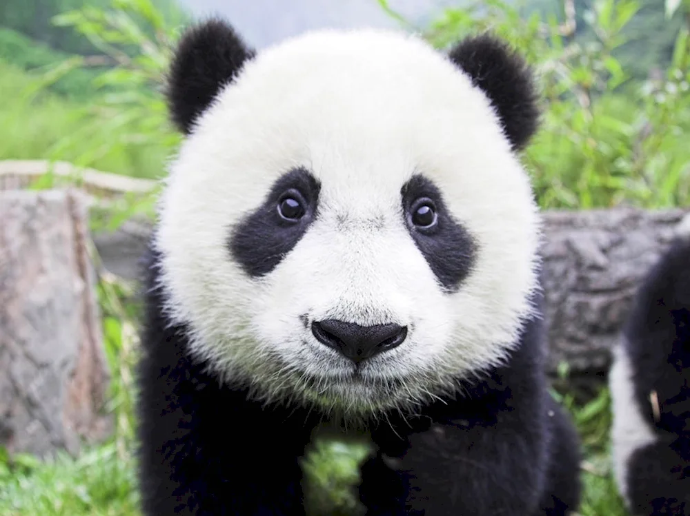 Big Panda with cub
