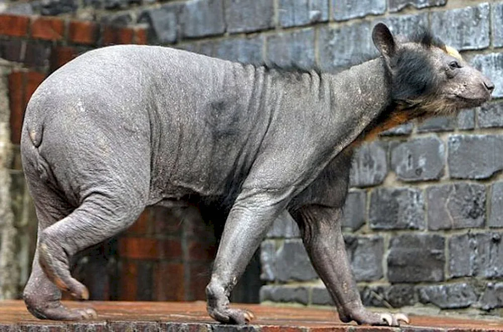 Bald polar bear without fur