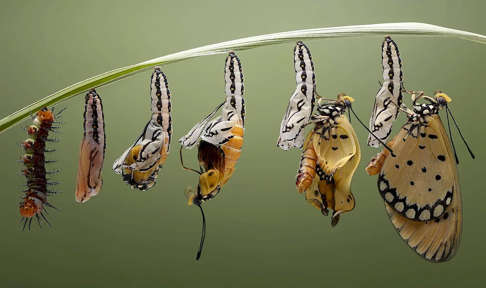 Butterfly cocoon