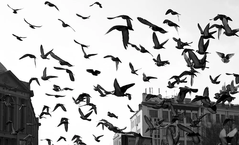 Staying pigeons