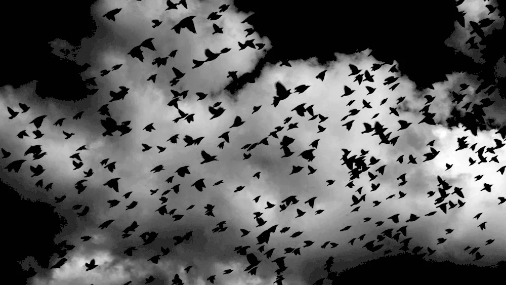 Oden Scott flock of Crows