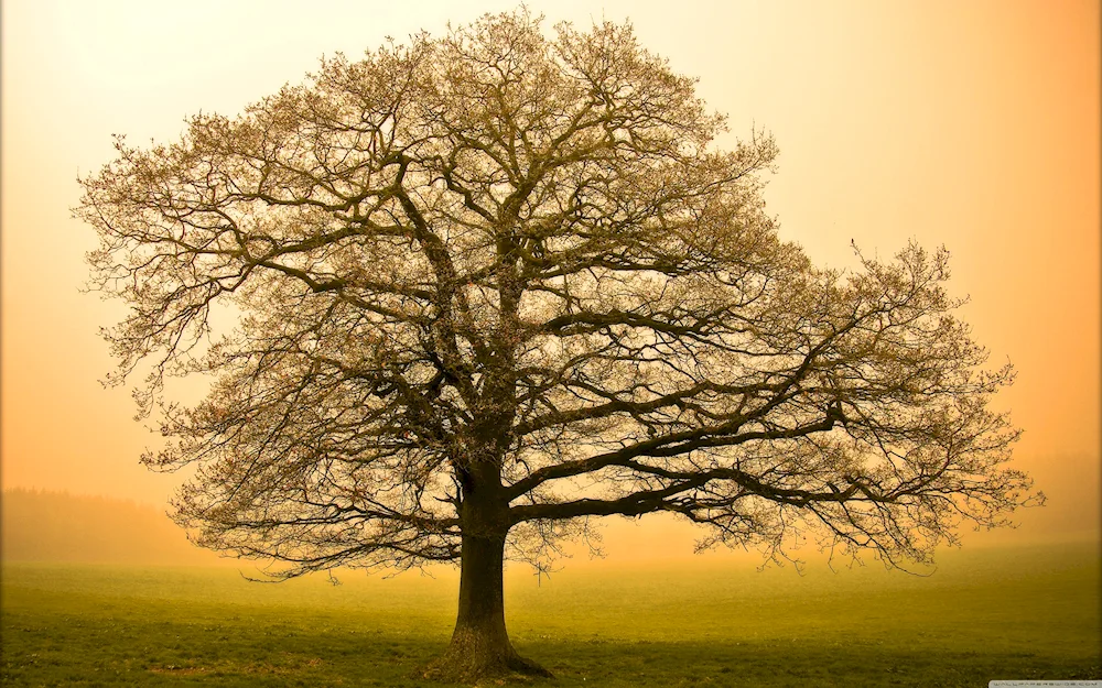 Spreading crown oak