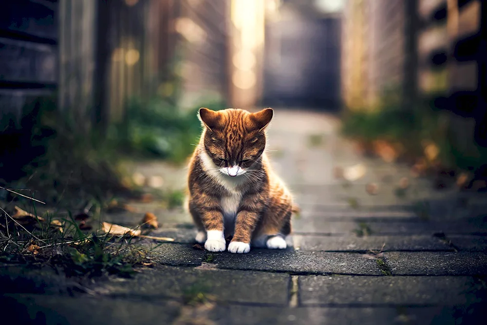 Backgrounds cat