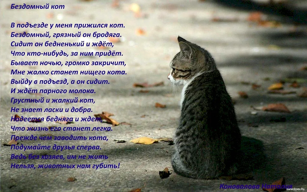Red cats