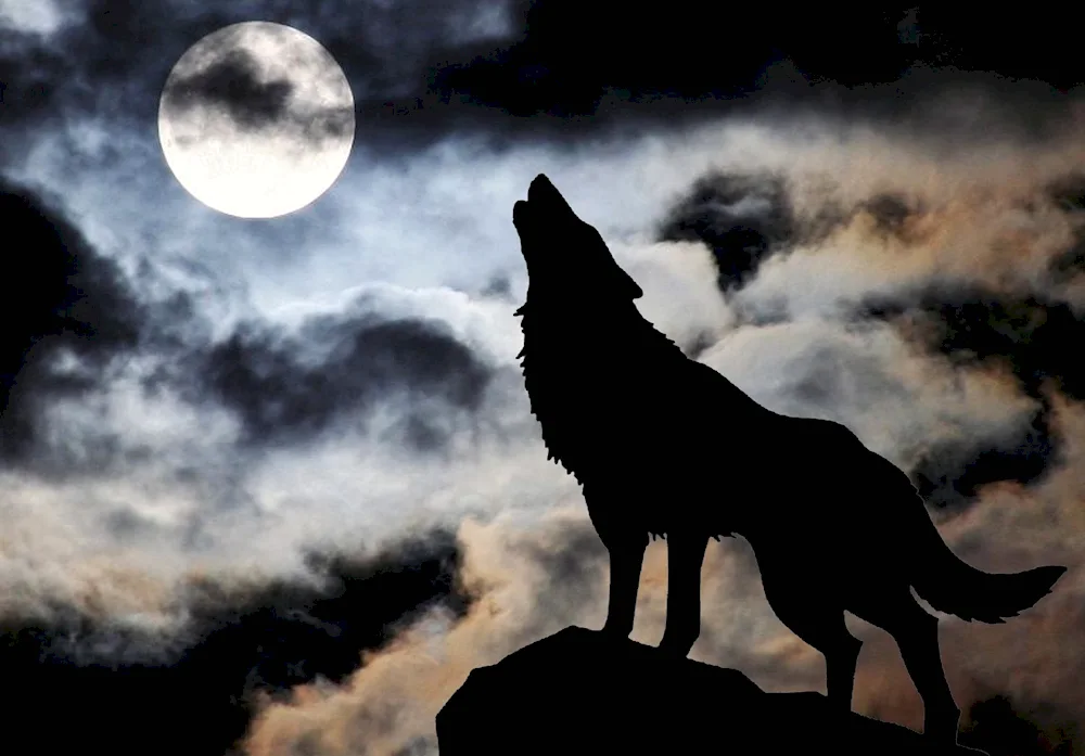 Wolf howls at the moon