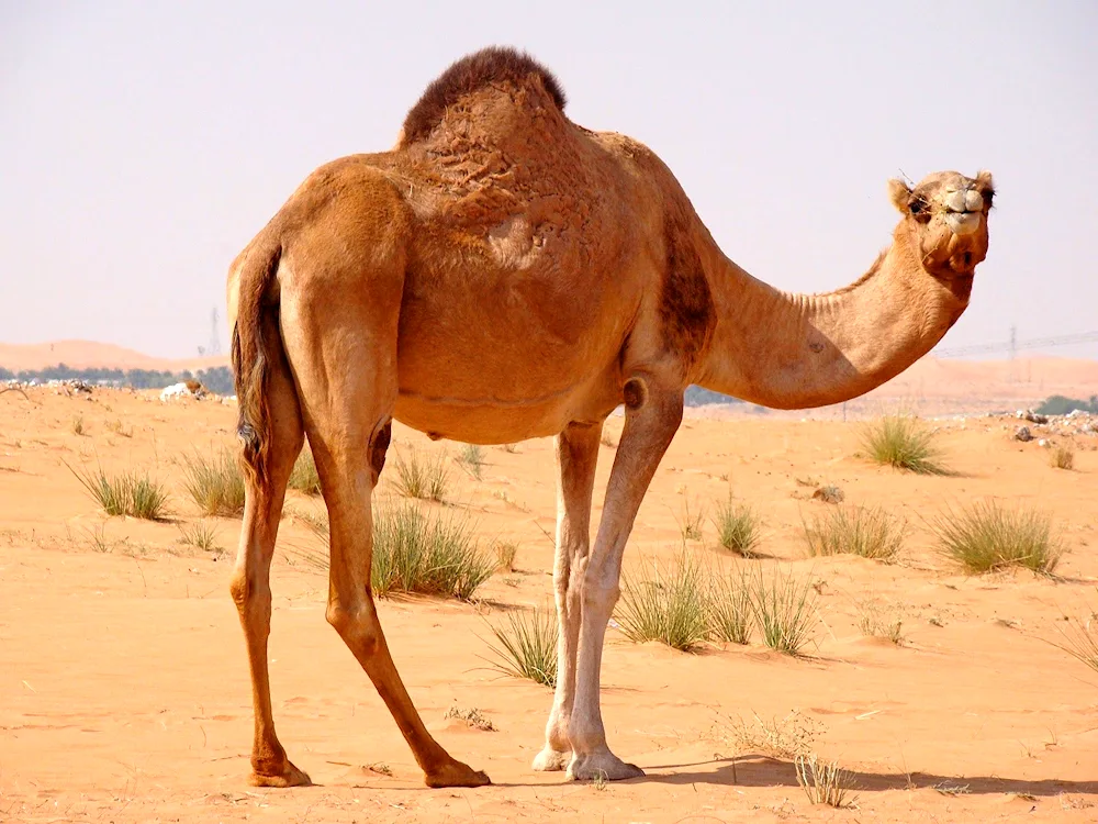 Single-humped camel and llama