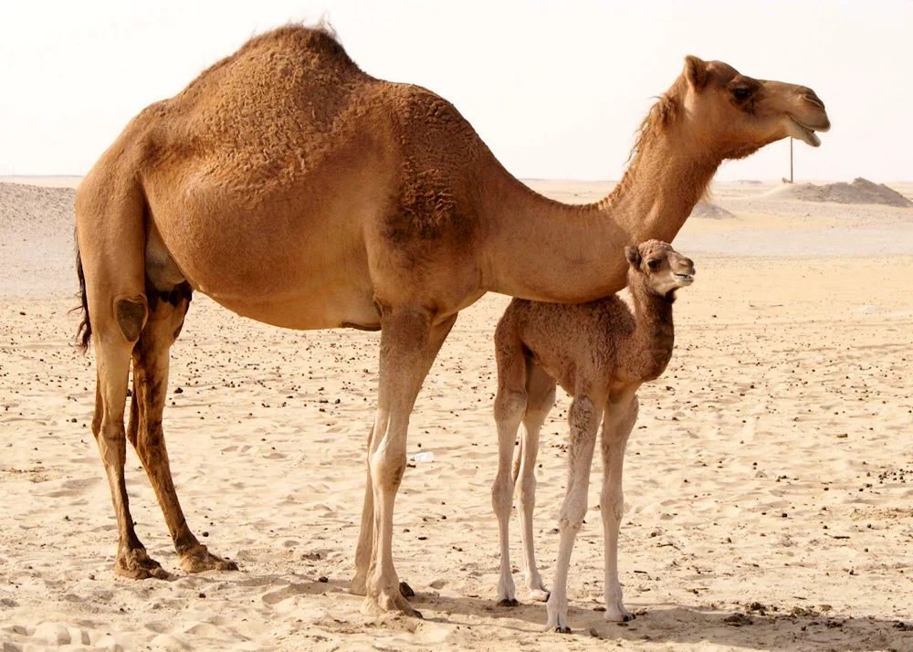 Wild double-humped camel. camel