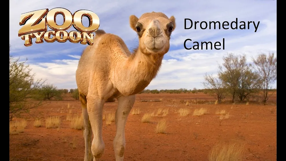 One-humped camel dromader