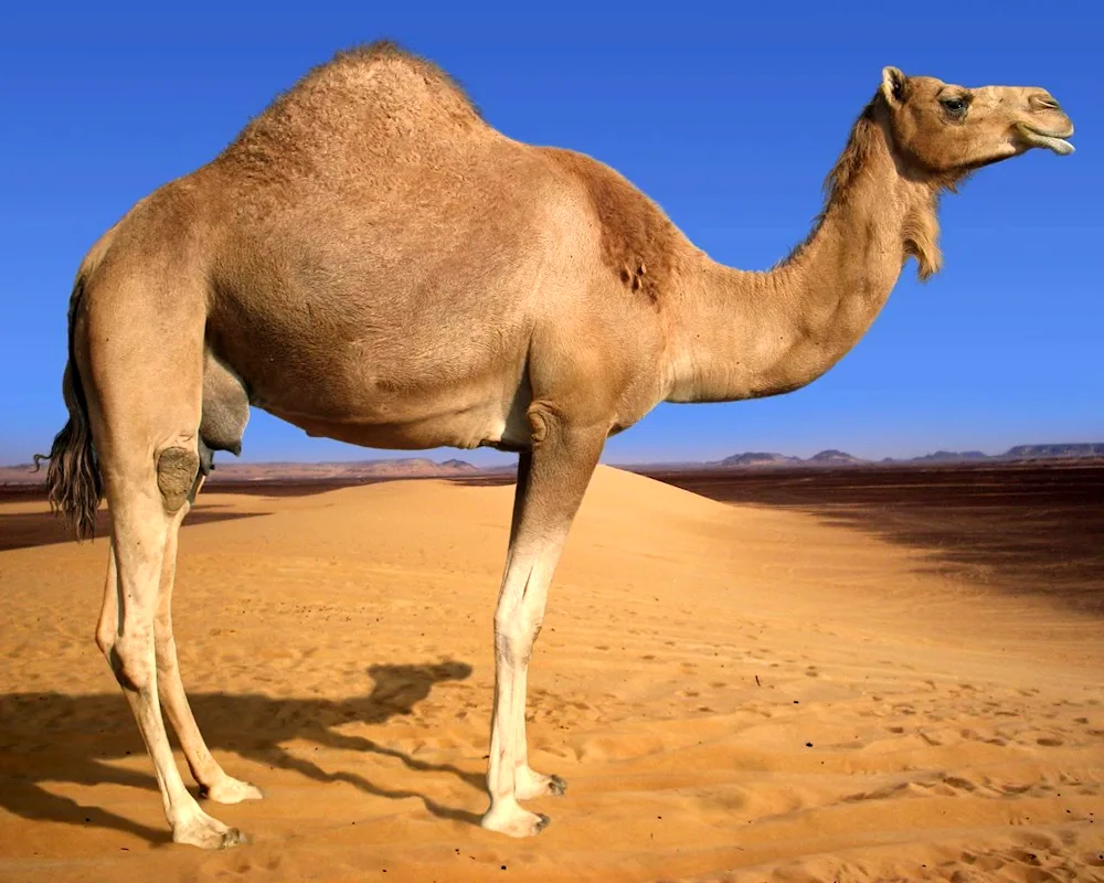 One-humped camel dromader