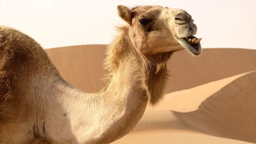 Camel camel smiling