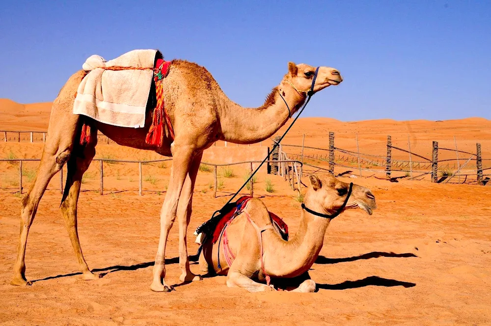 Dromedary camel