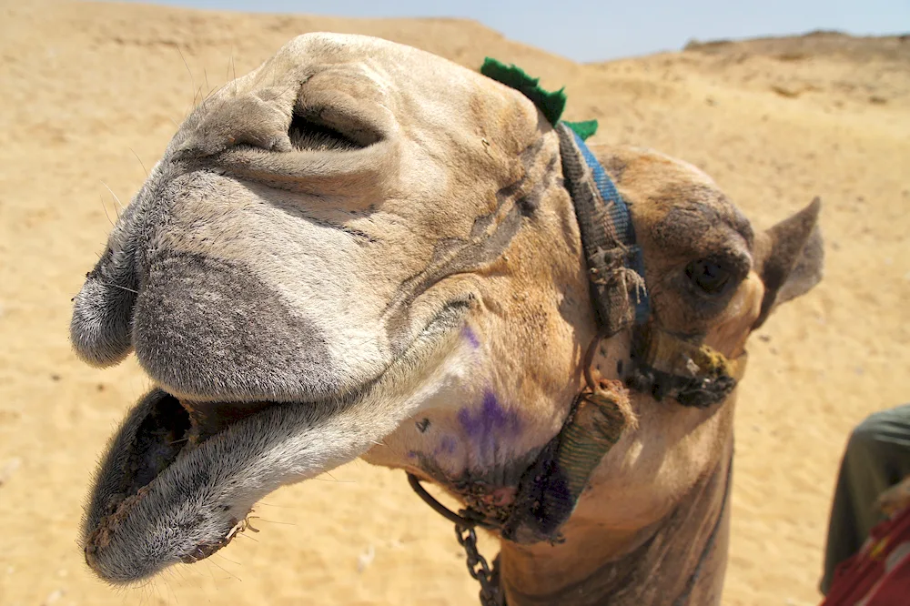 One-humped camel of Egypt