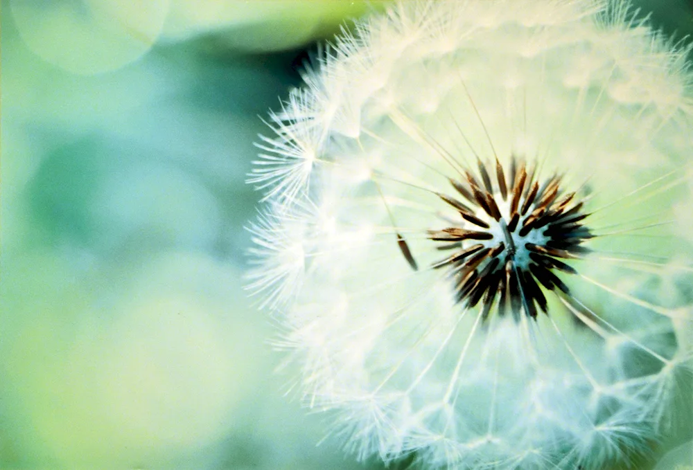 Dandelion