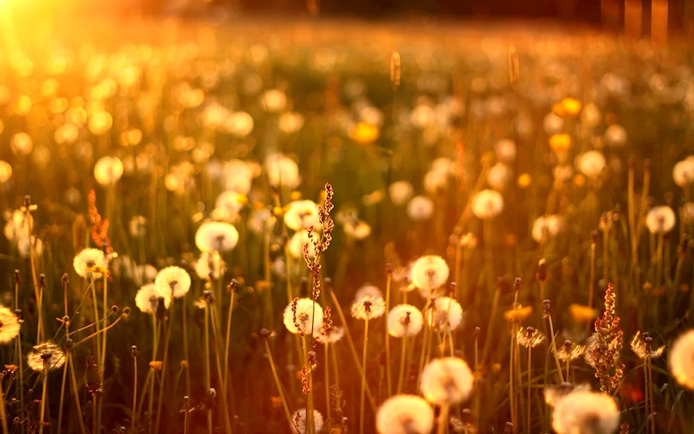 Dandelion Field