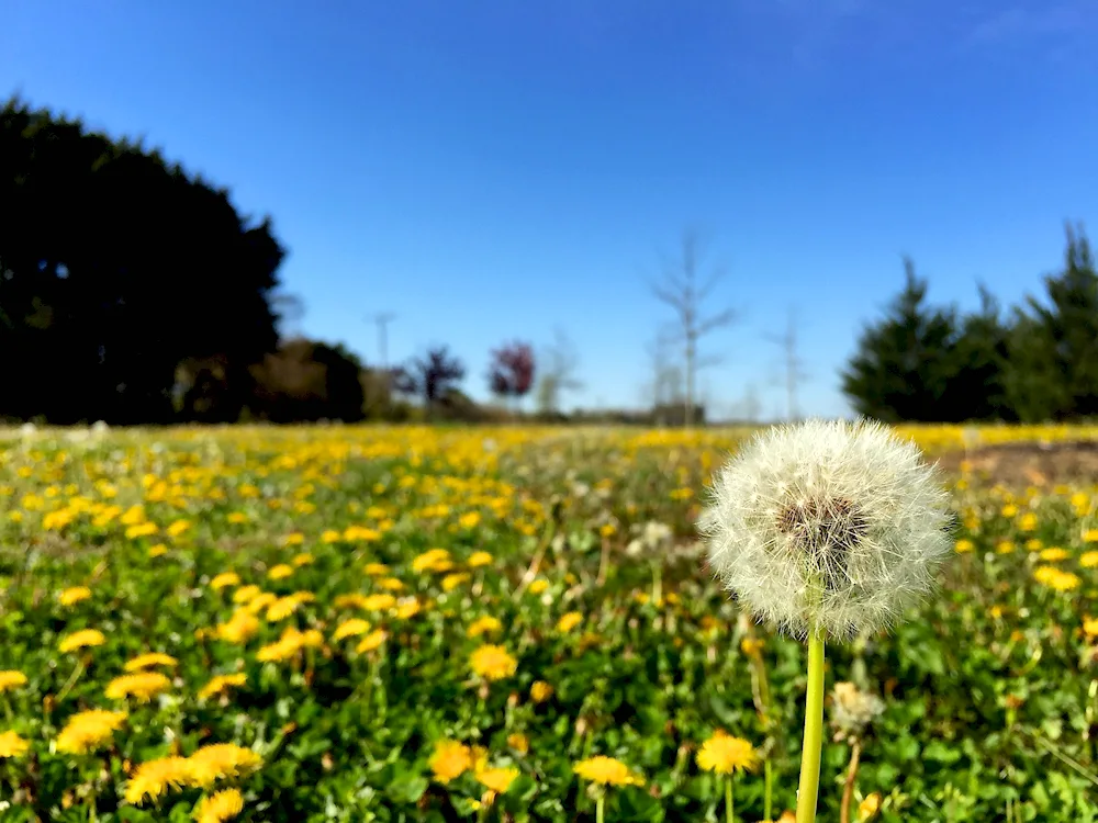 Aisha Zelenodolsky district field dandelion field