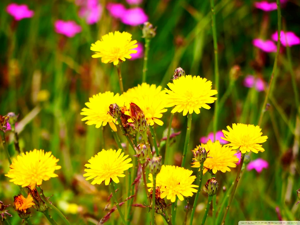 Dandelions