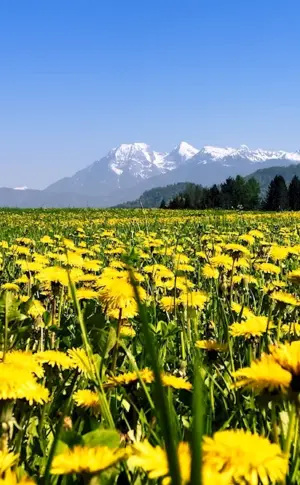 Dandelion Field