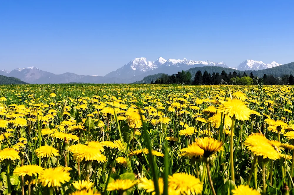 Dandelion Field