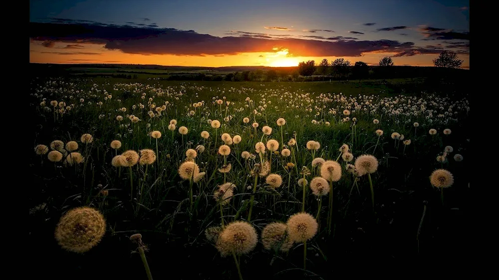 Dandelion Field