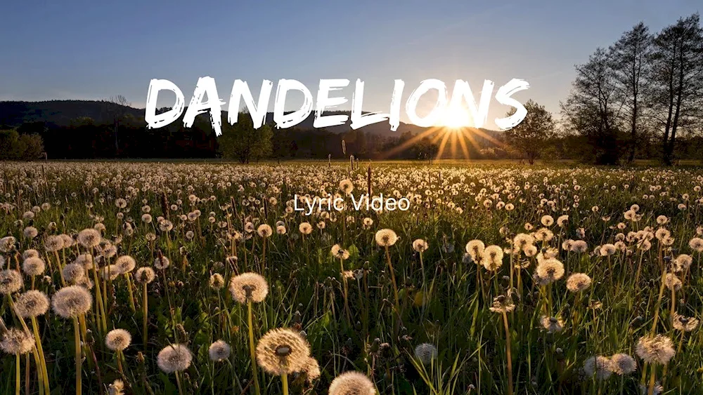 Dandelion Field